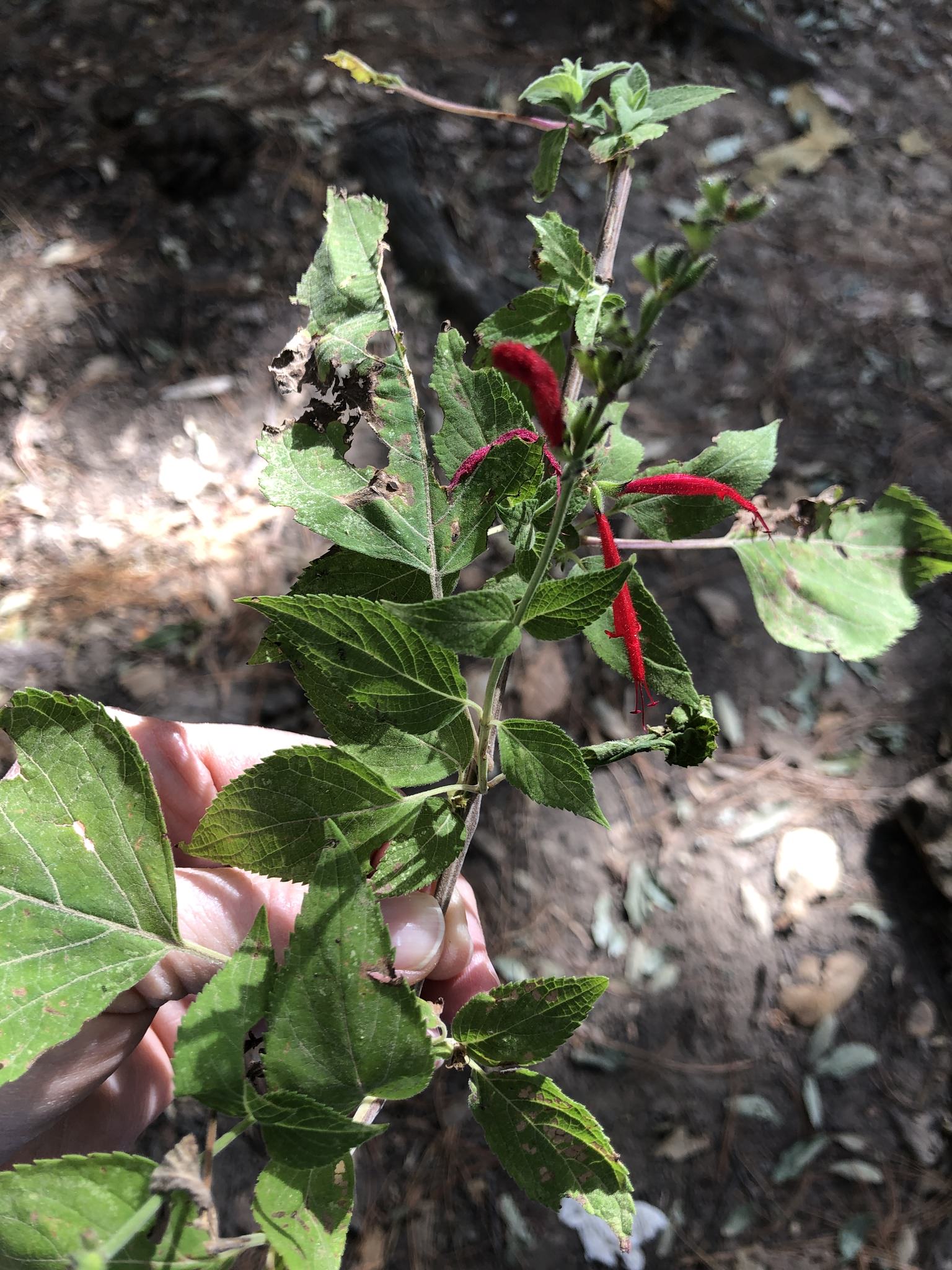 Salvia cinnabarina